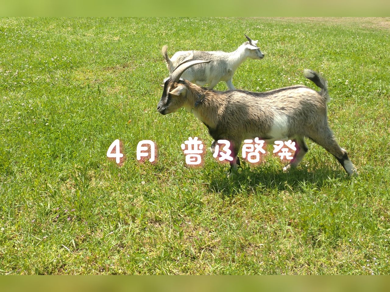 【若松】普及啓発活動のご報告（4月）