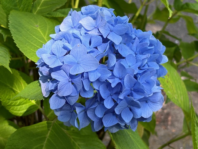 【若松】センターだより夏号ができました